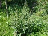 род Rumex. Цветущее растение. Кыргызстан, Чуйская обл., западная окр. с. Восток, разнотравный луг. 21.05.2019.