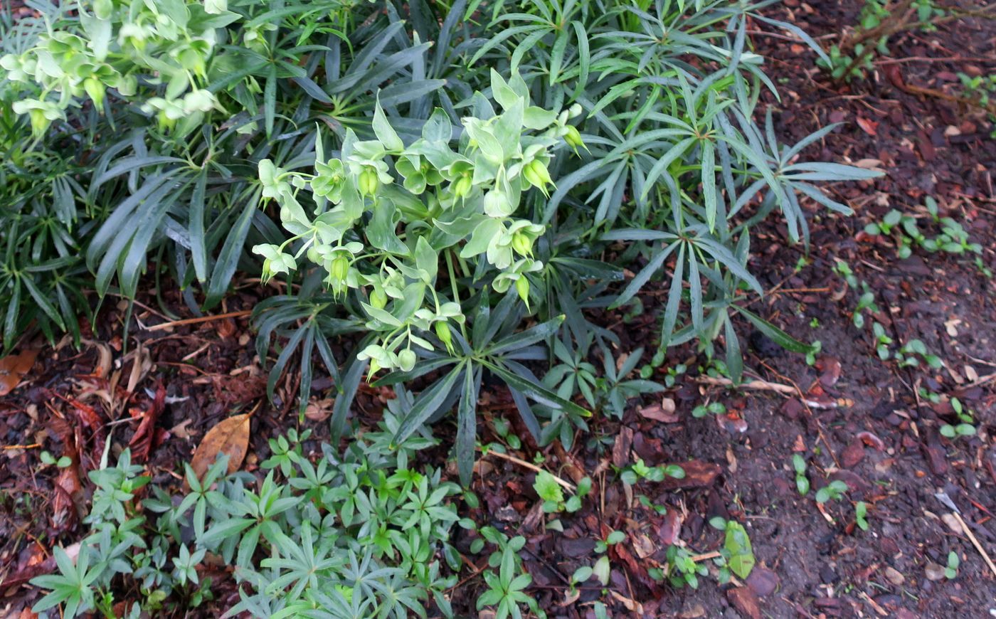 Image of Helleborus foetidus specimen.