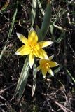 Tulipa turkestanica. Цветущее растение. Казахстан, Туркестанская обл., Тюлькубасский р-н, окр. с. Жабаглы, ≈ 1400 м н.у.м., на каменистом склоне. 30 марта 2020 г.