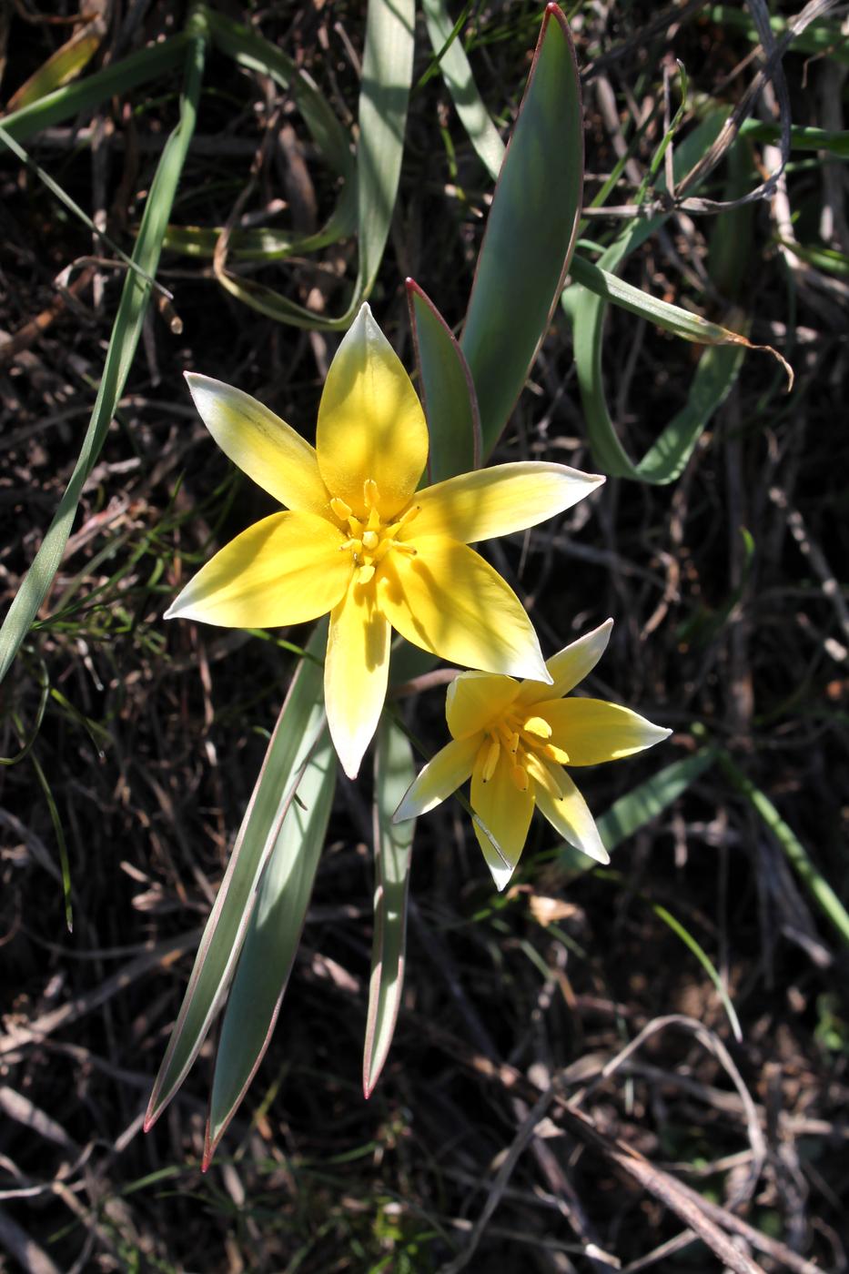 Изображение особи Tulipa turkestanica.