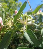 Lonicera tatarica. Часть побега с аномальными цветками. Тверская обл., г. Тверь, Заволжский р-н, ул. Нахимова, в озеленении. 19 мая 2019 г.