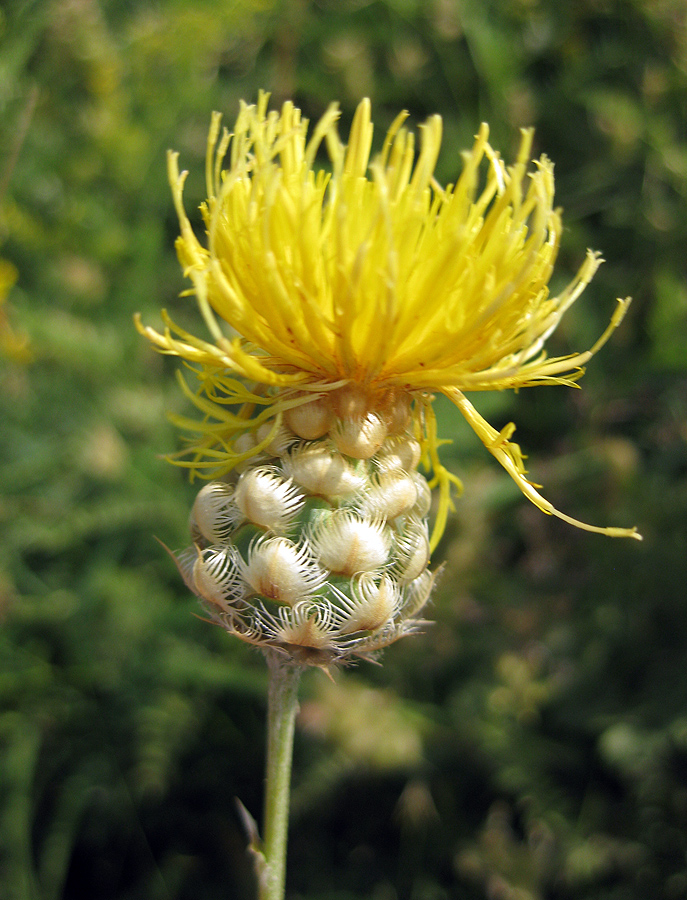 Изображение особи Centaurea orientalis.