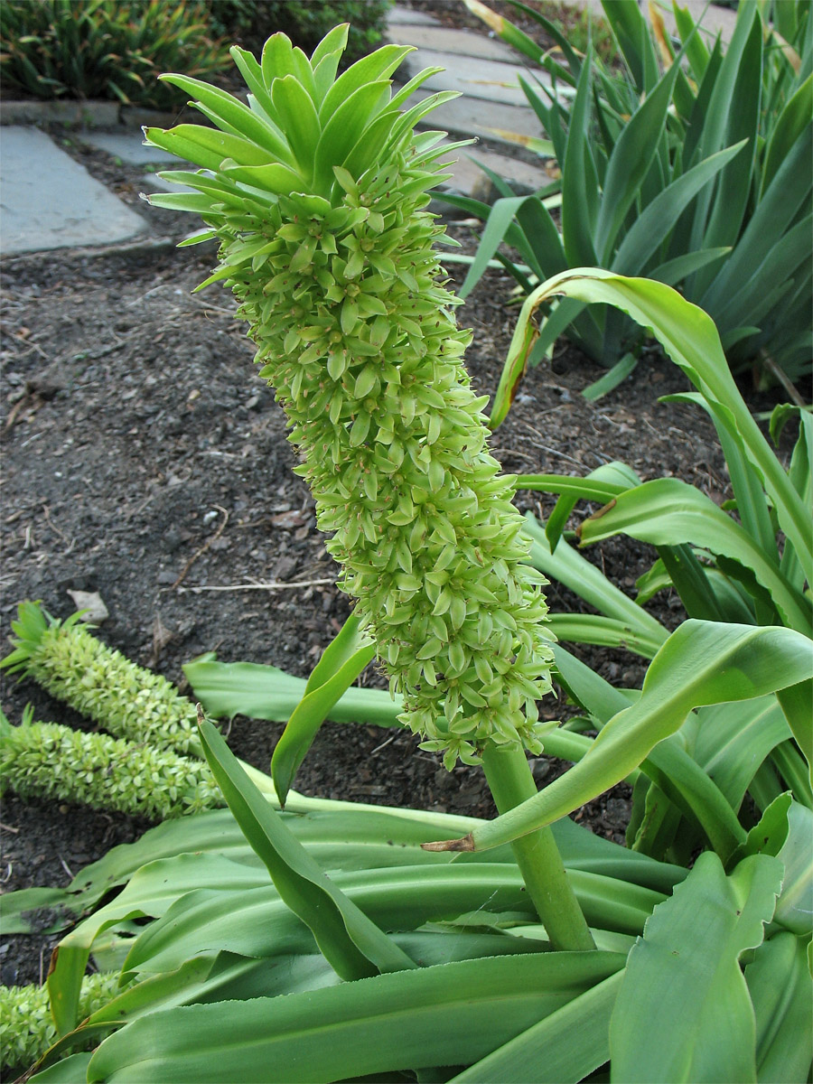 Изображение особи род Eucomis.