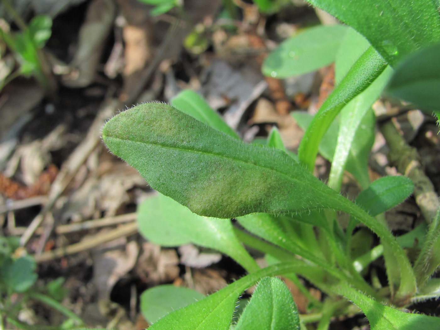 Image of Myosotis sparsiflora specimen.