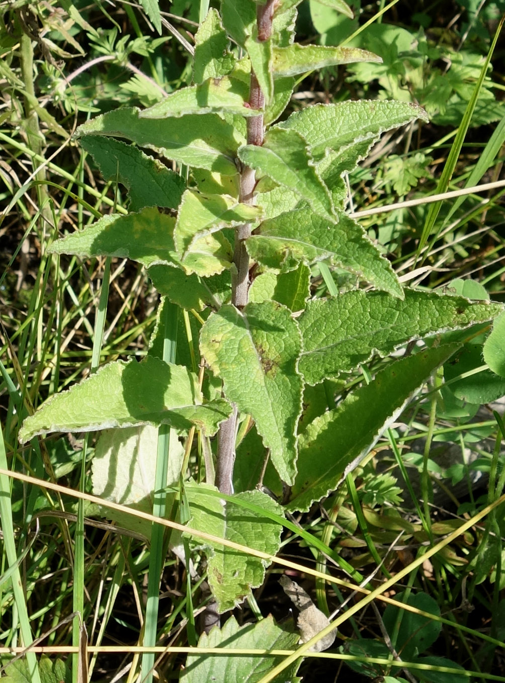 Изображение особи Campanula cephalotes.