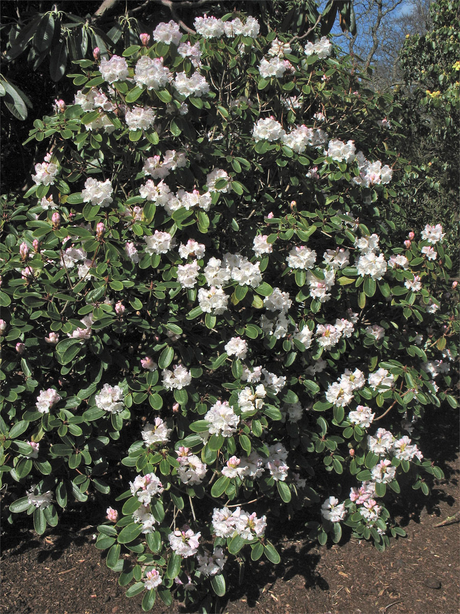 Изображение особи Rhododendron wallichii.
