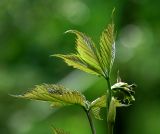 Parthenocissus quinquefolia