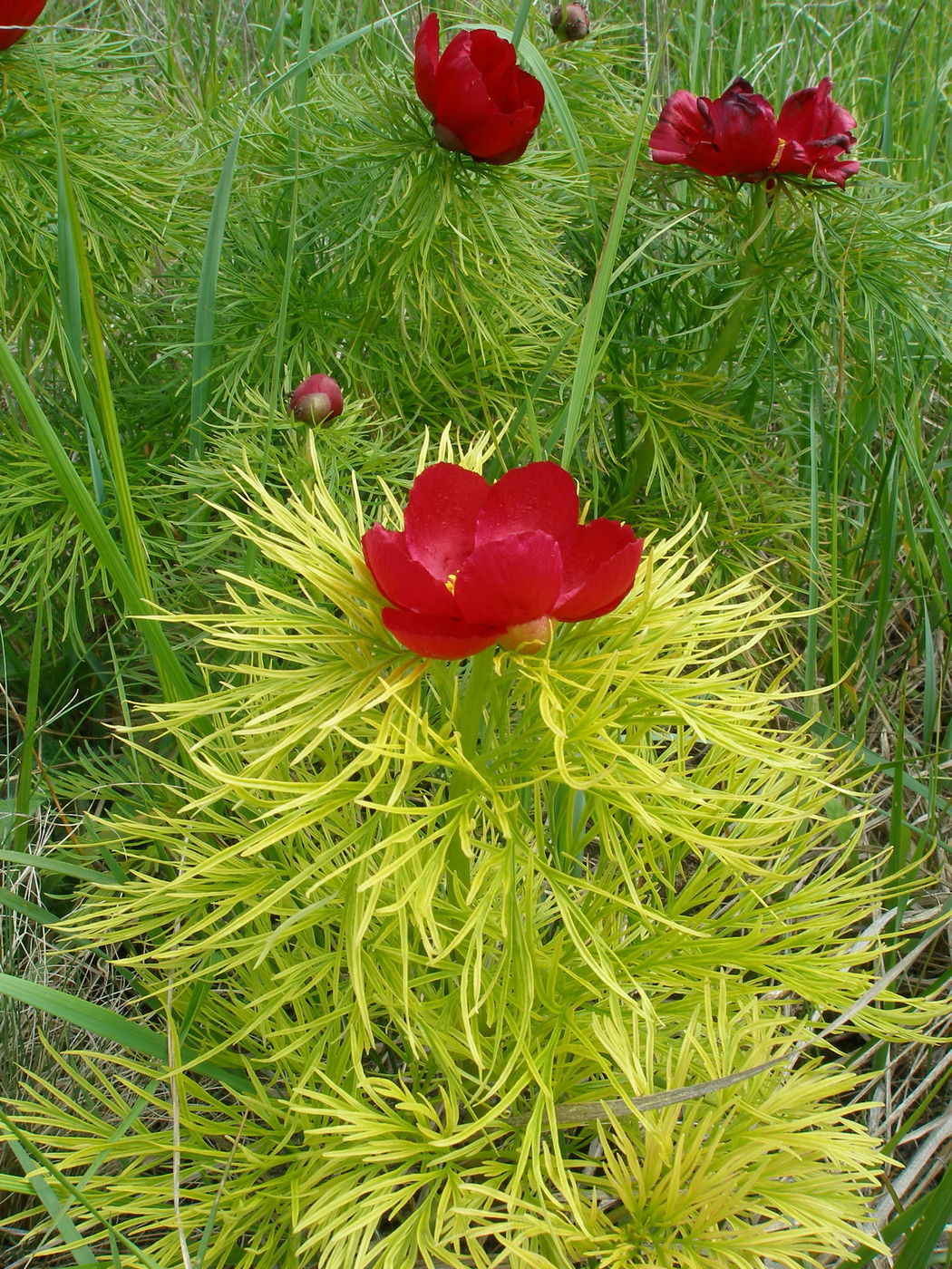 Image of Paeonia tenuifolia specimen.