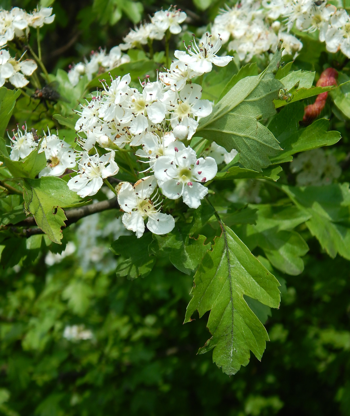 Изображение особи род Crataegus.