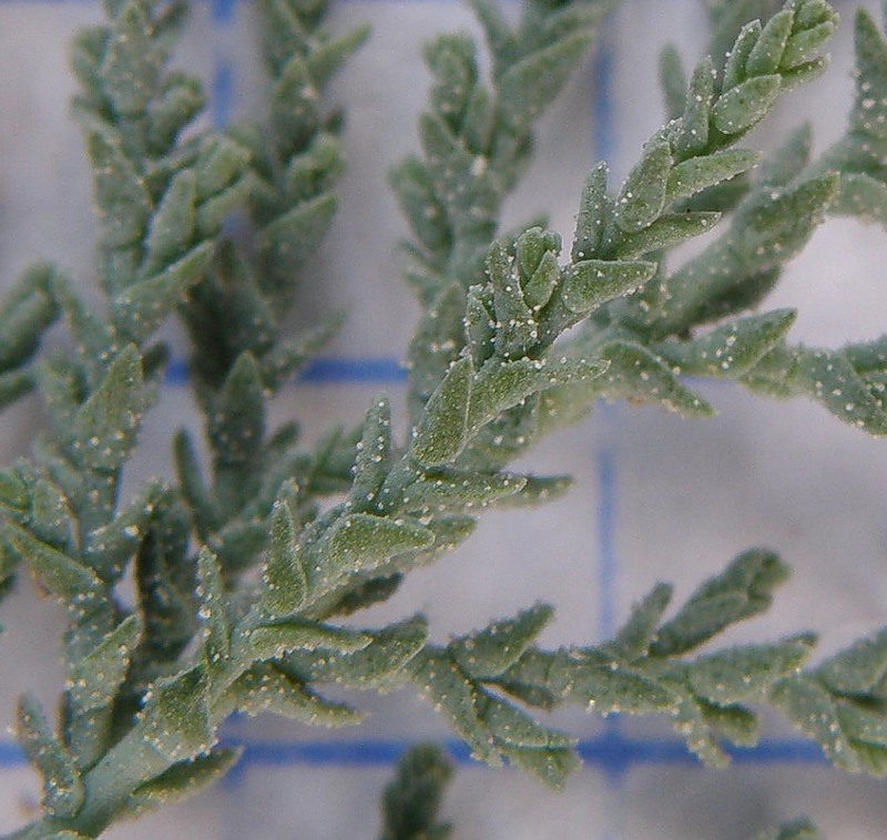 Image of Tamarix ramosissima specimen.