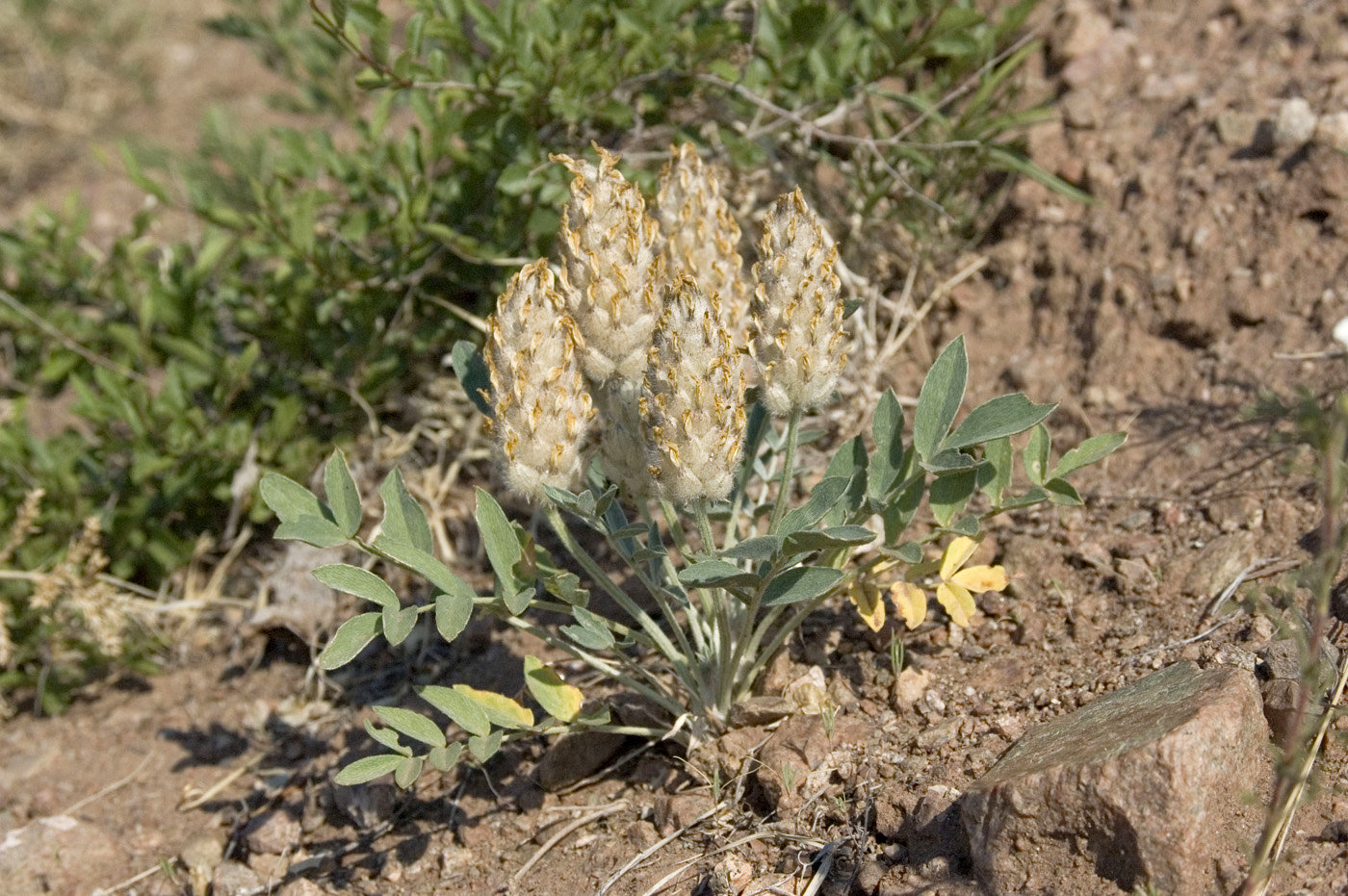 Изображение особи Astragalus lupulinus.