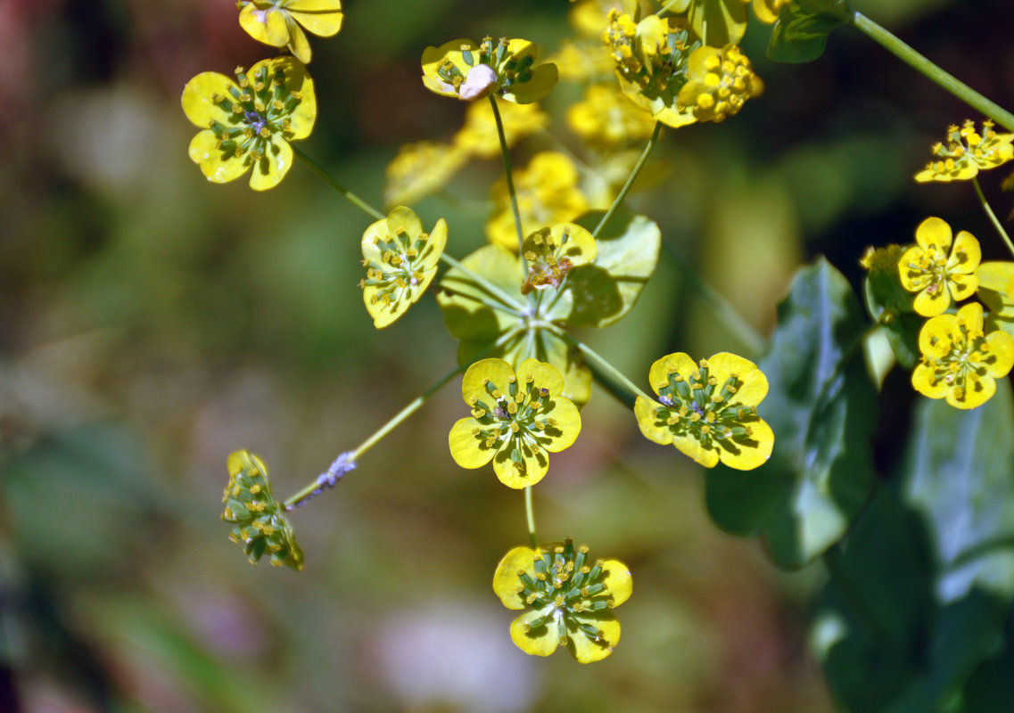 Изображение особи Bupleurum longifolium ssp. aureum.