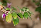 genus Fuchsia