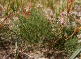 Limonium caspium