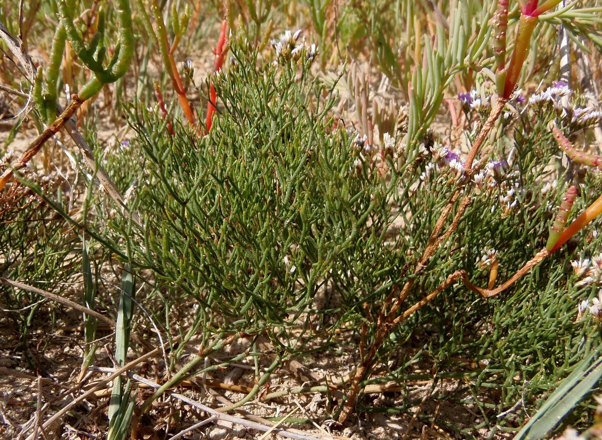 Изображение особи Limonium caspium.