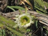 familia Cactaceae. Часть побега с цветком. Испания, Каталония, провинция Girona, Costa Brava, Blanes, ботанический сад \"Pinya de Rosa\". 27 октября 2008 г.