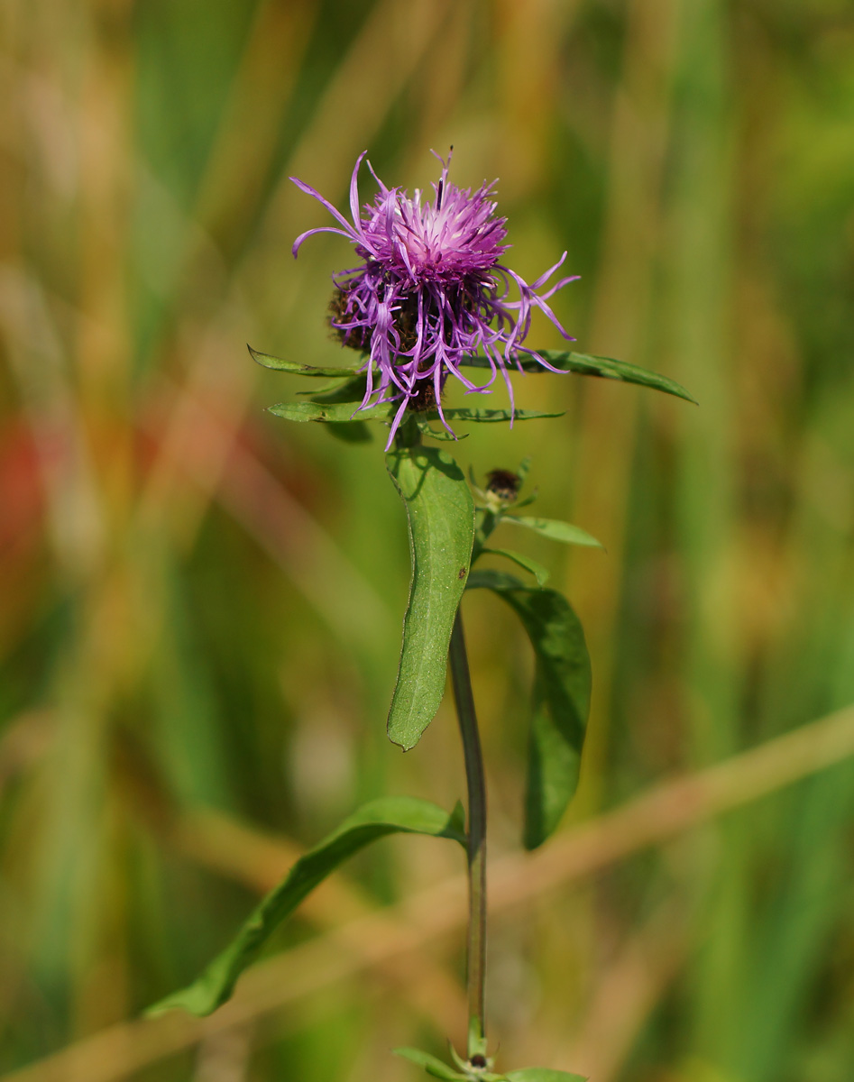 Изображение особи Centaurea phrygia.