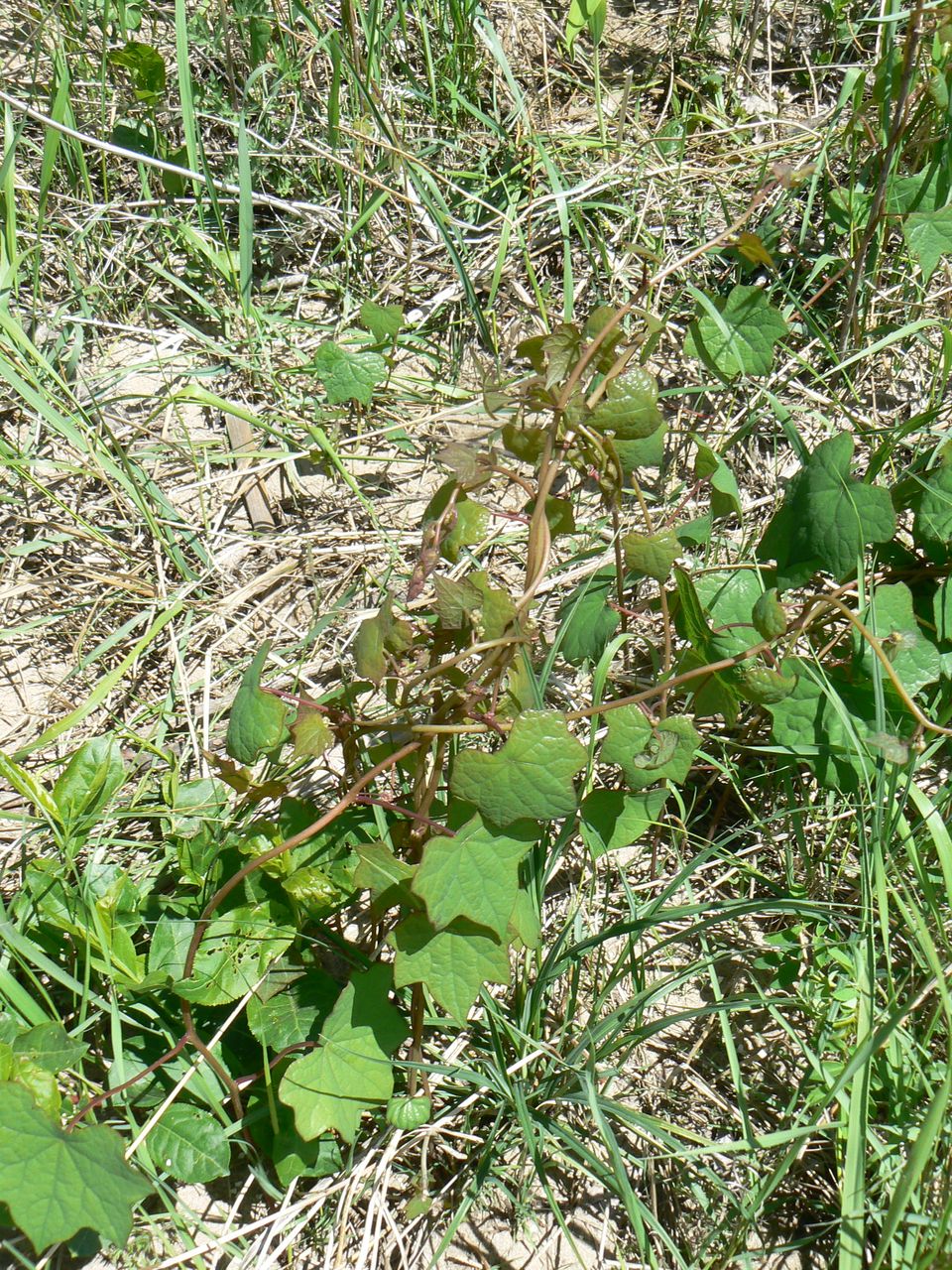 Image of Menispermum dauricum specimen.