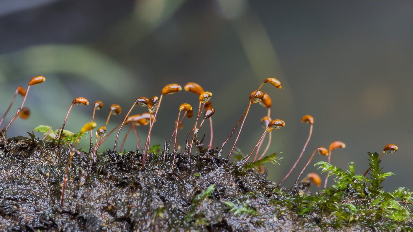 Изображение особи Leptodictyum riparium.