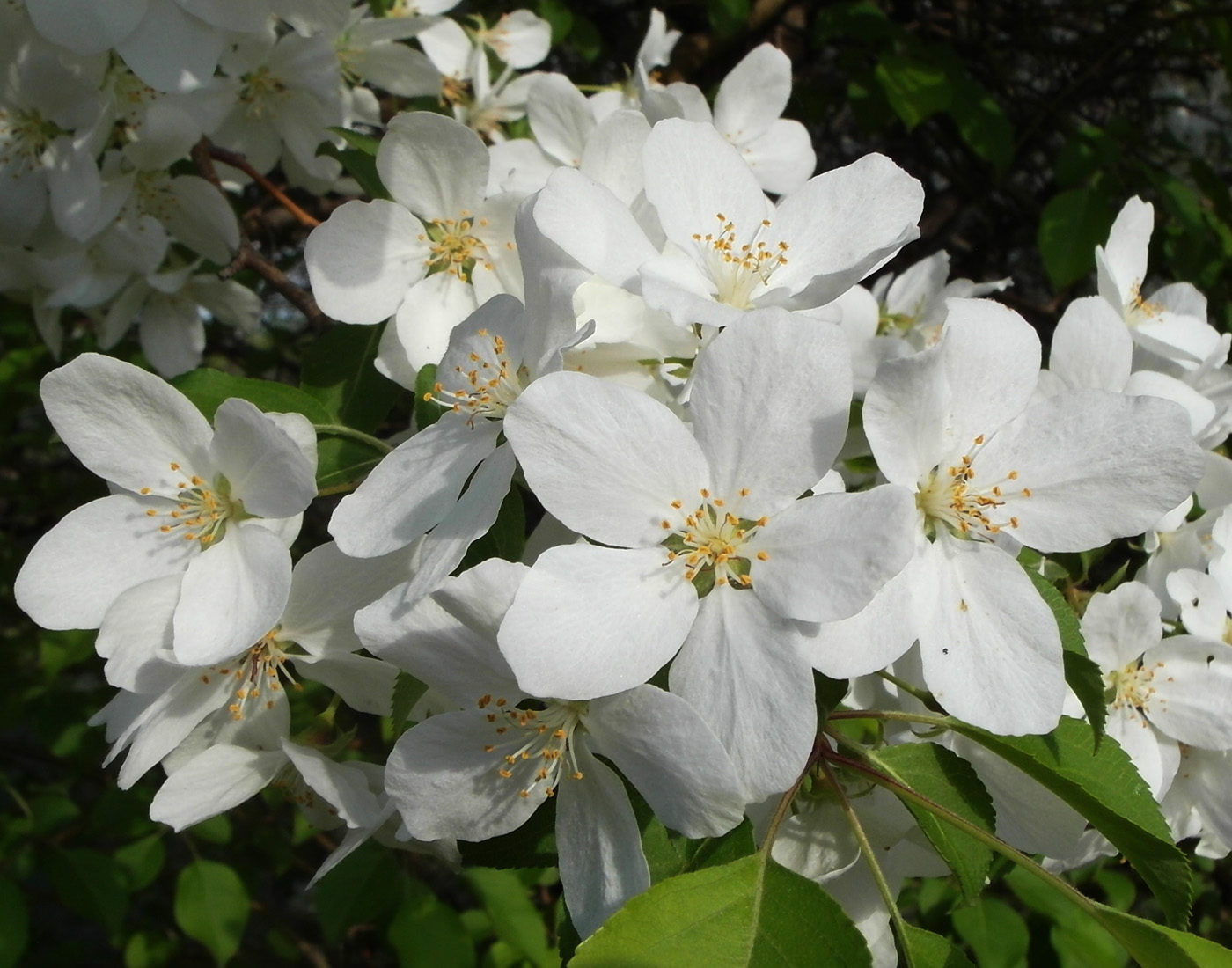 Image of Malus baccata specimen.