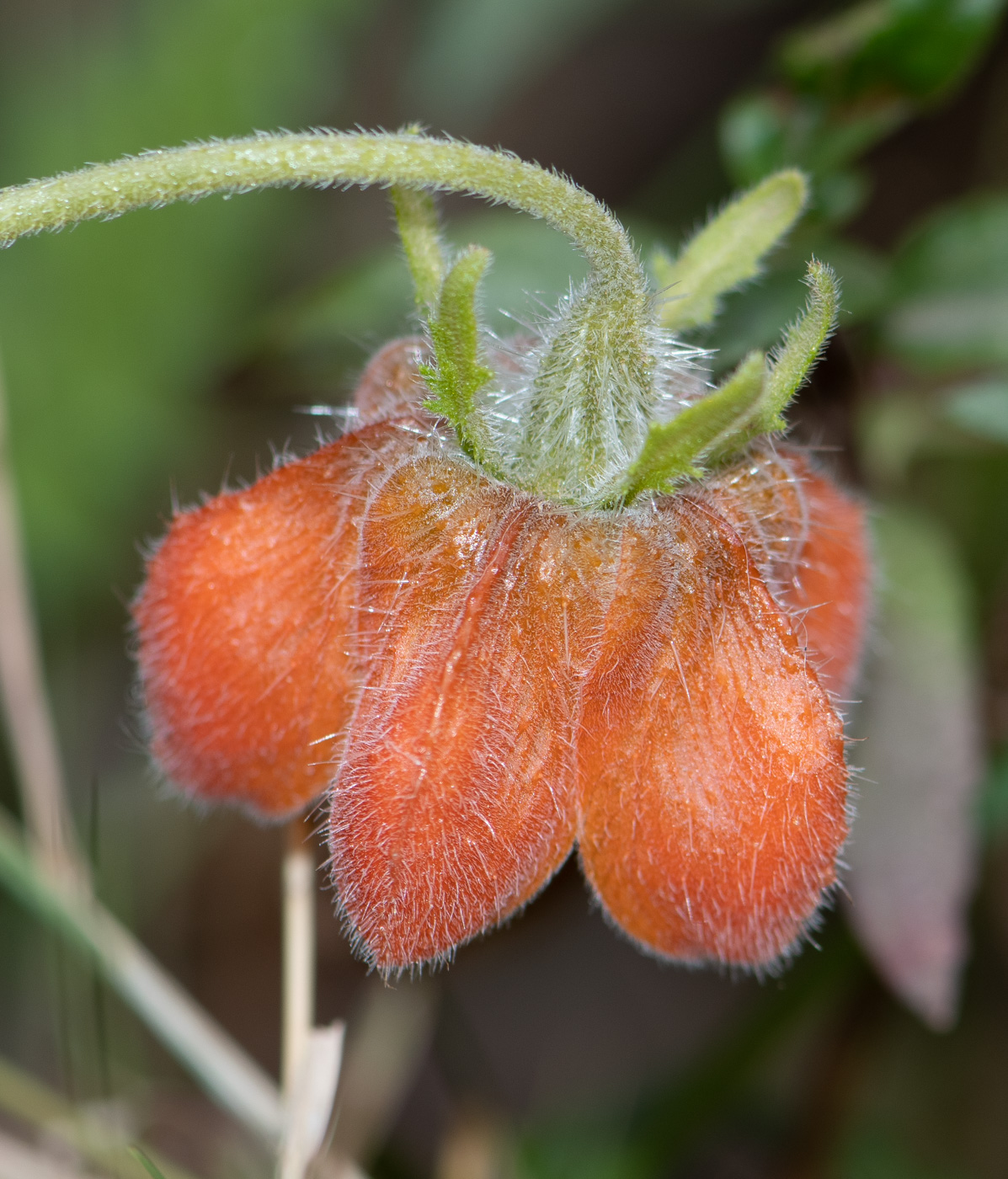 Image of Caiophora cirsiifolia specimen.