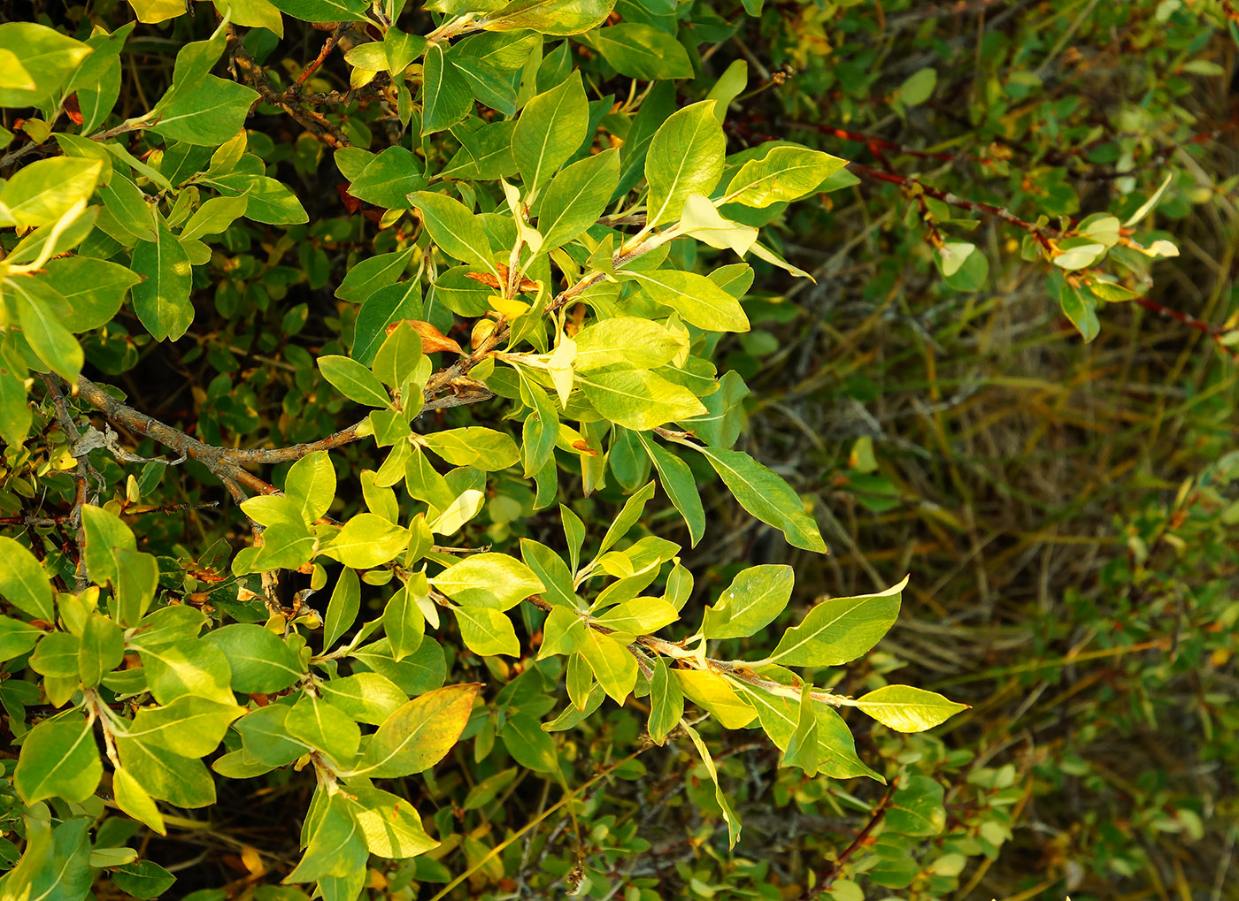 Изображение особи Salix pulchra.