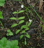 Moehringia lateriflora