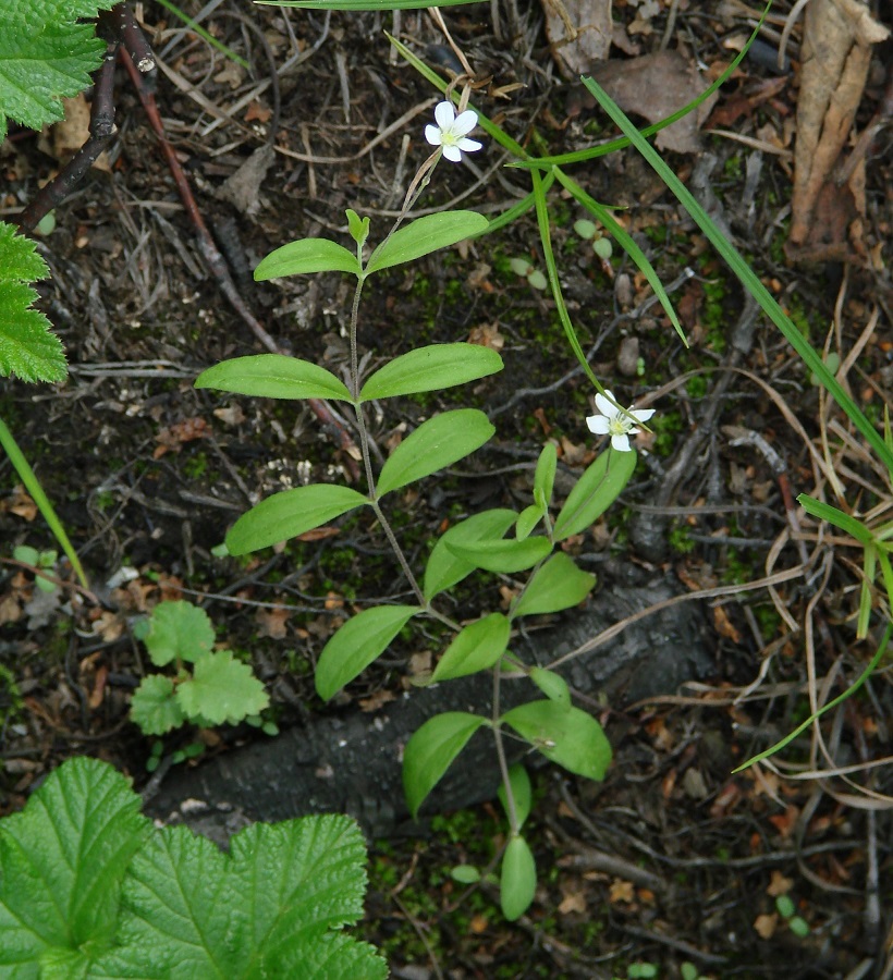 Изображение особи Moehringia lateriflora.