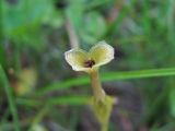 Gentiana aquatica. Вскрывшийся плод. Кабардино-Балкария, Эльбрусский р-н, долина р. Ирик, ок. 2000 м н.у.м., субальпийский луг. 06.07.2020.