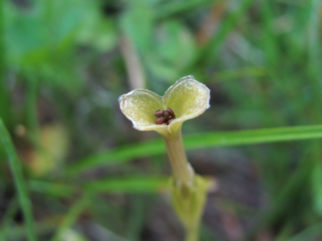 Изображение особи Gentiana aquatica.