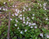 Linnaea borealis