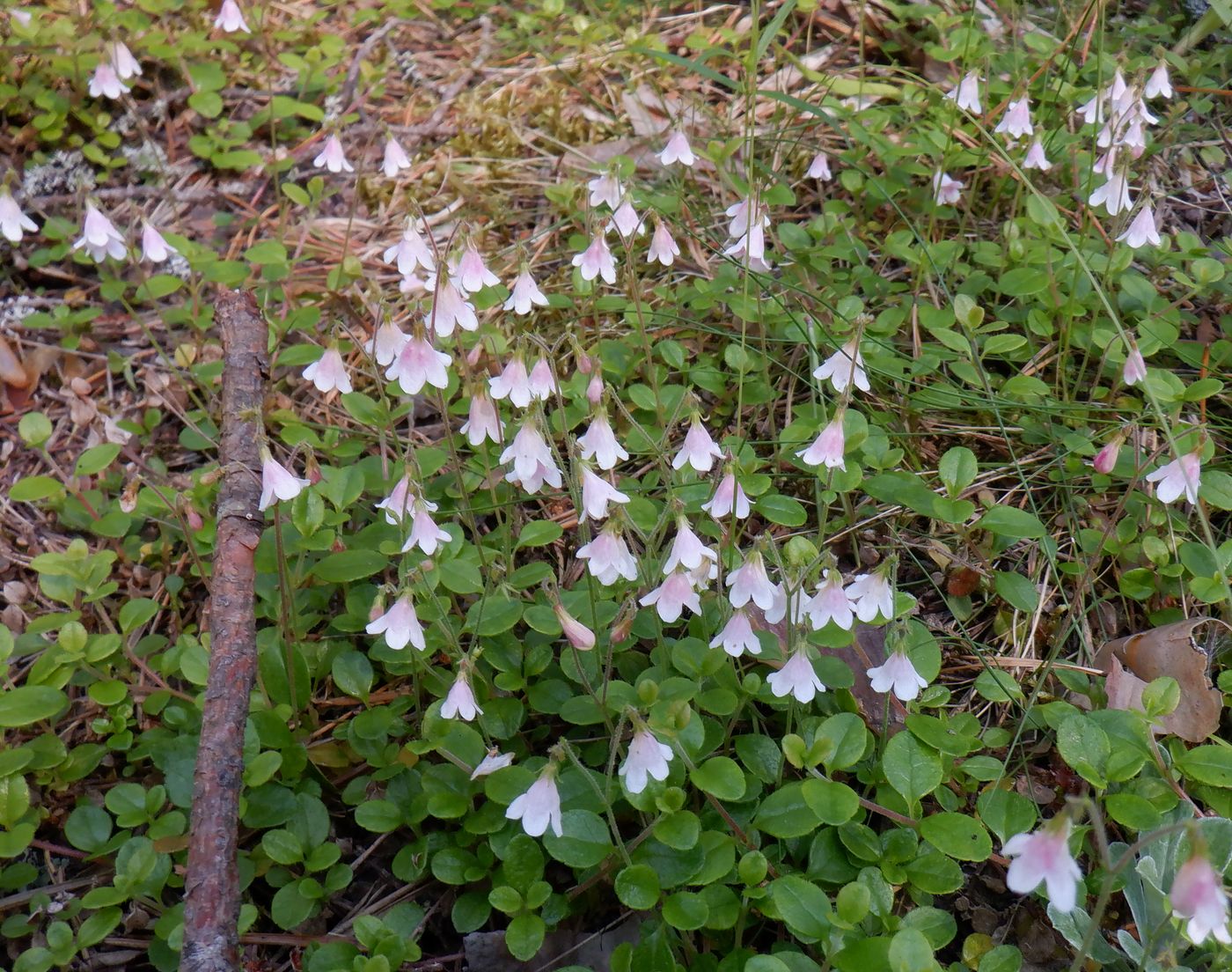 Image of Linnaea borealis specimen.