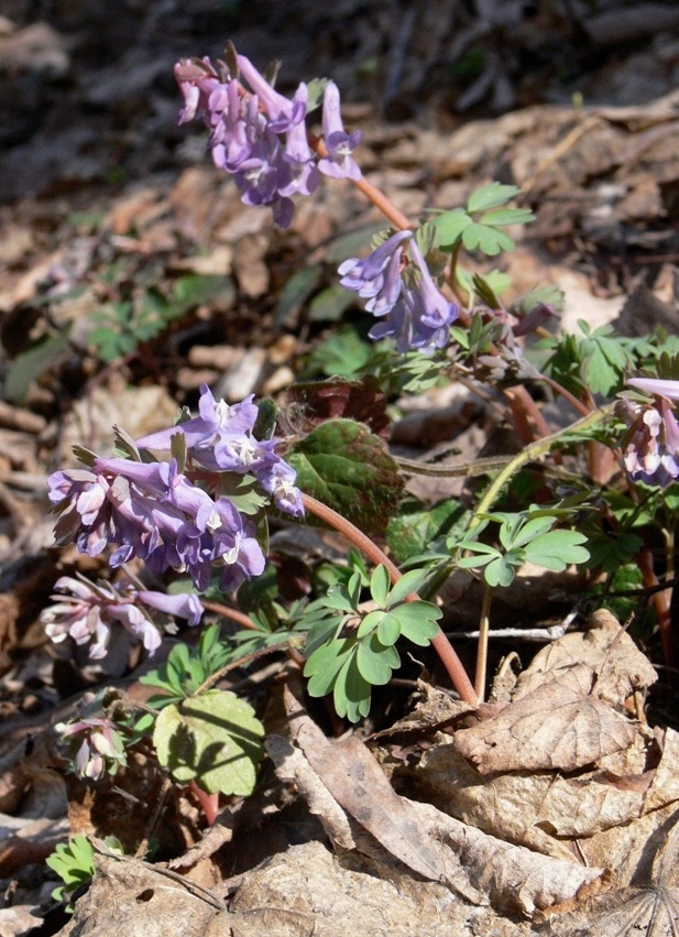 Изображение особи Corydalis solida.