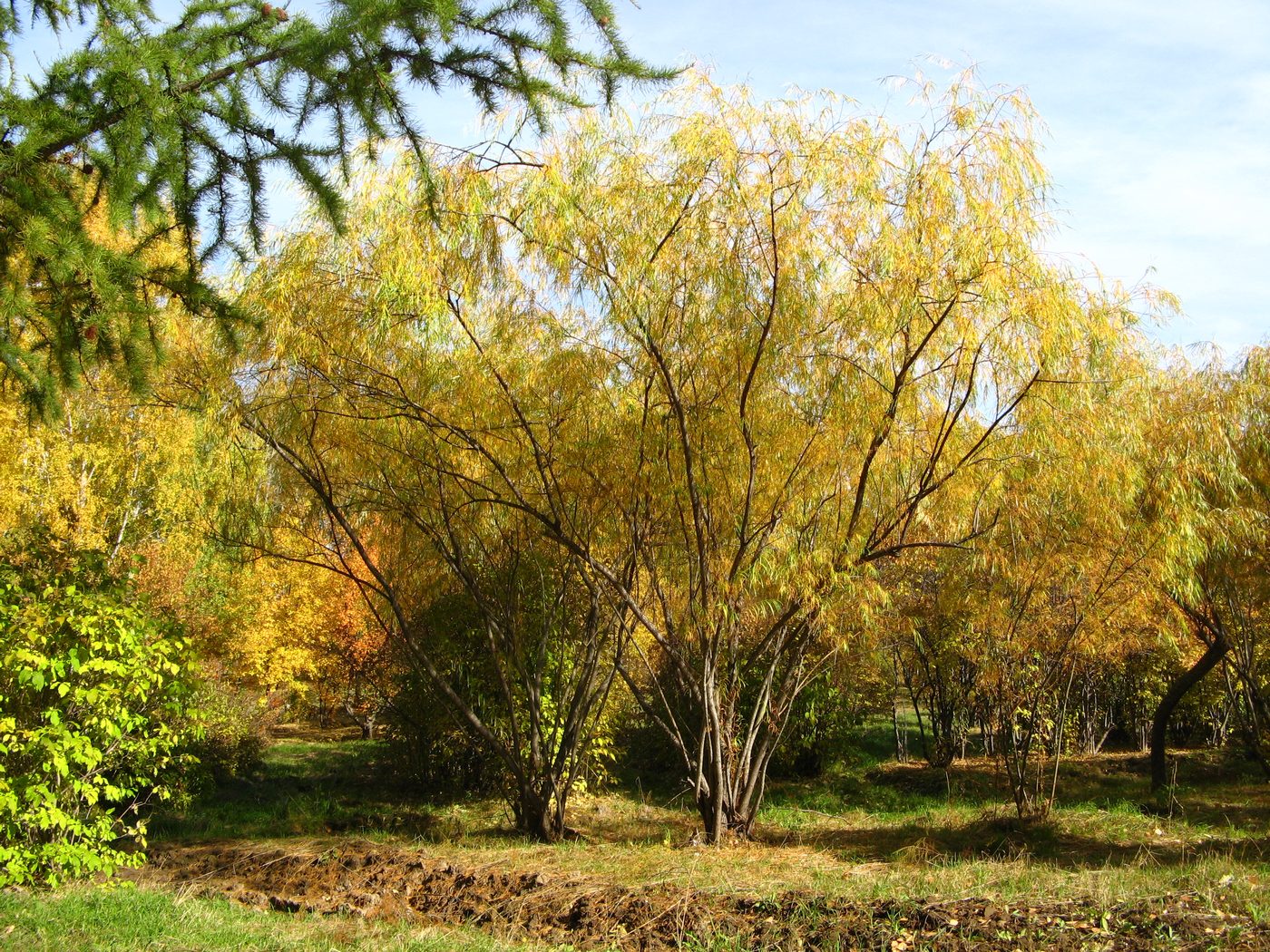 Изображение особи Salix schwerinii.