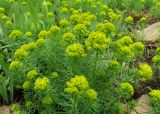 Euphorbia cyparissias. Цветущее растение. Донецк, бот. сад. 01.05.2019.