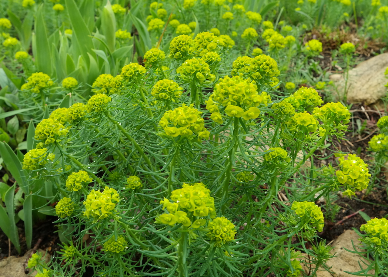 Изображение особи Euphorbia cyparissias.