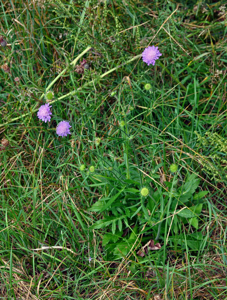 Изображение особи Knautia arvensis.