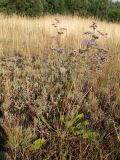 Limonium gmelinii