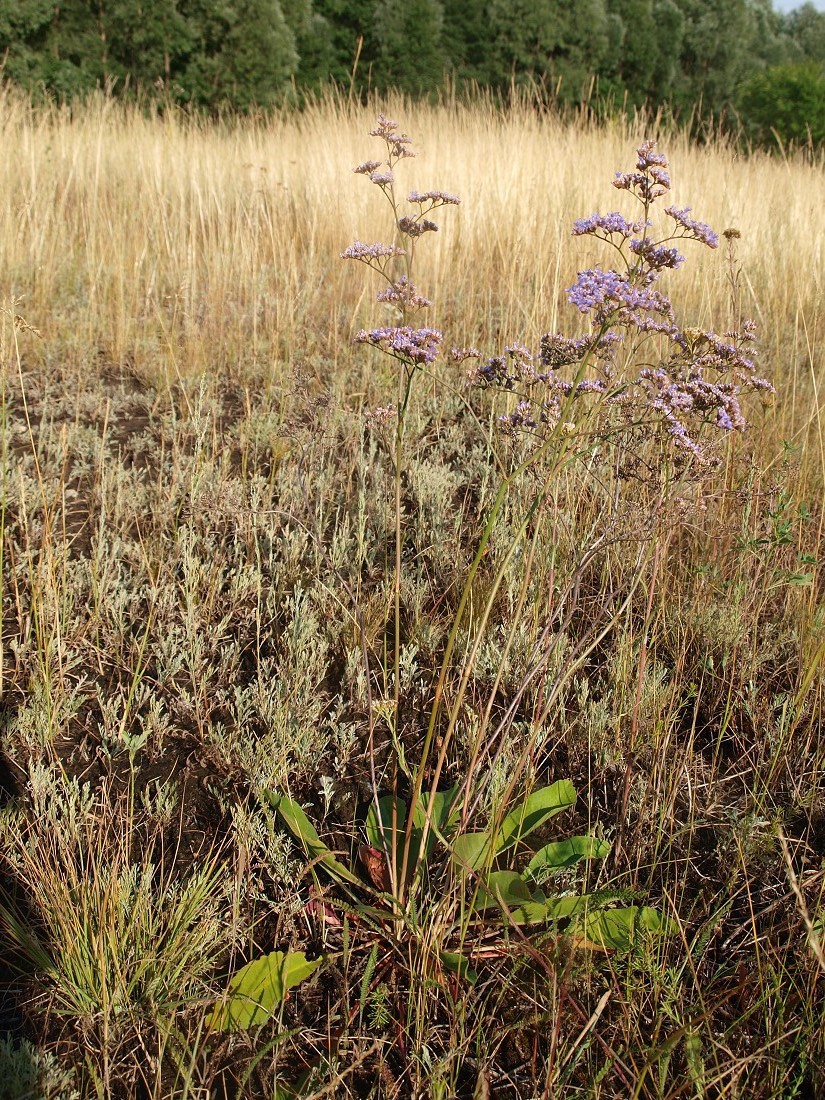 Image of Limonium gmelinii specimen.