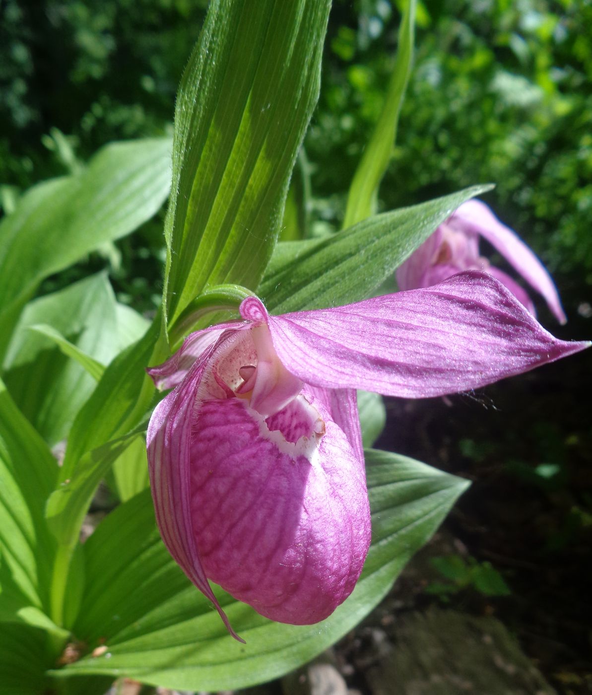 Изображение особи Cypripedium macranthos.