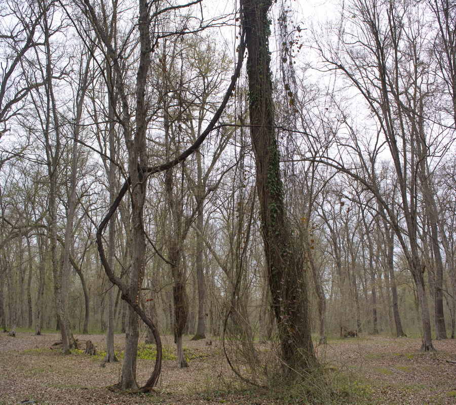 Image of Hedera pastuchovii specimen.