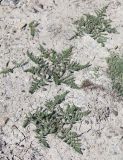 Palimbia rediviva. Вегетирующие растения. Крым, Карадагский заповедник, приморская остепнённая терраса, обнажение грунта на тропе. 21 апреля 2021 г.