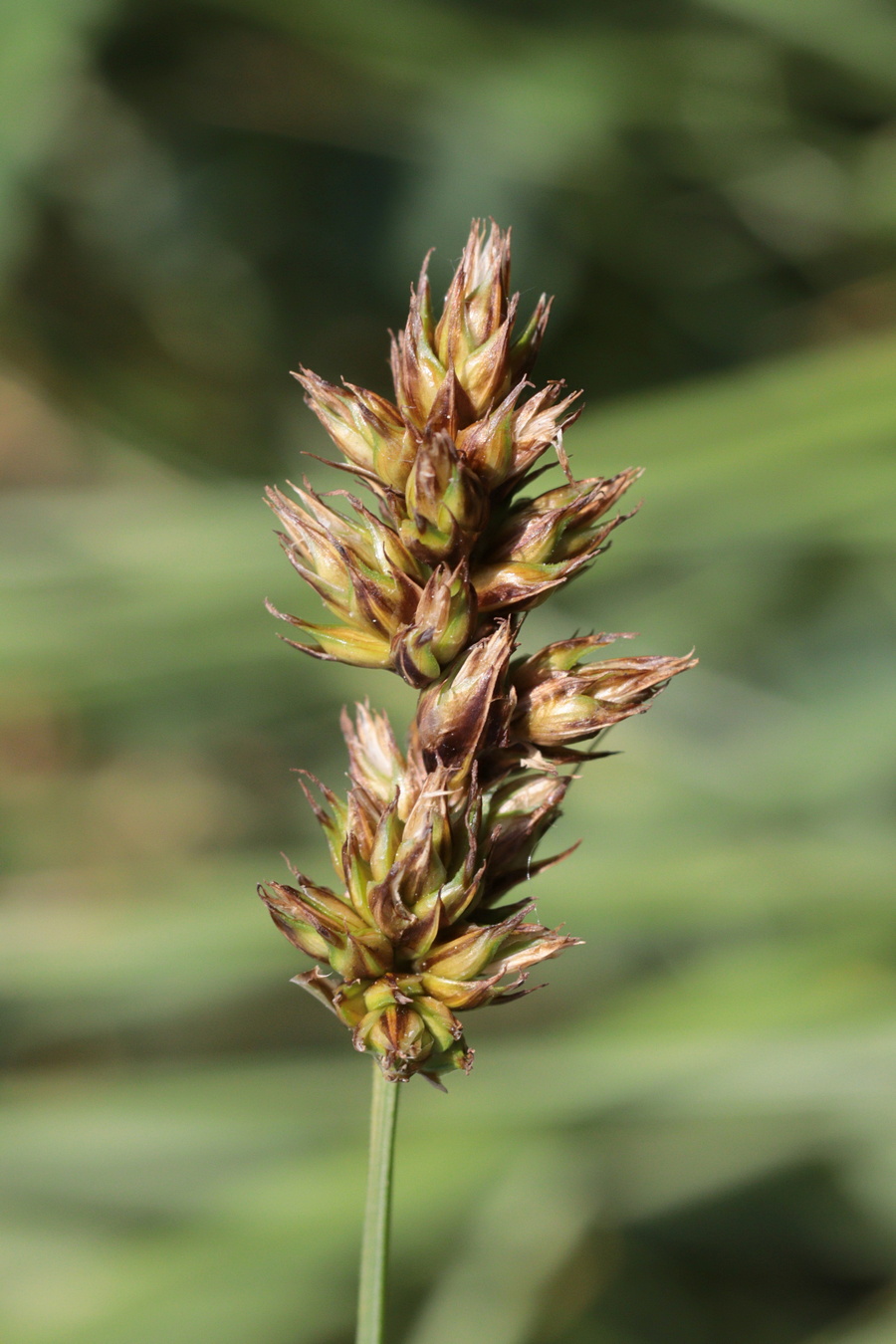 Изображение особи Carex stenophylla.