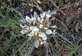 Astragalus testiculatus