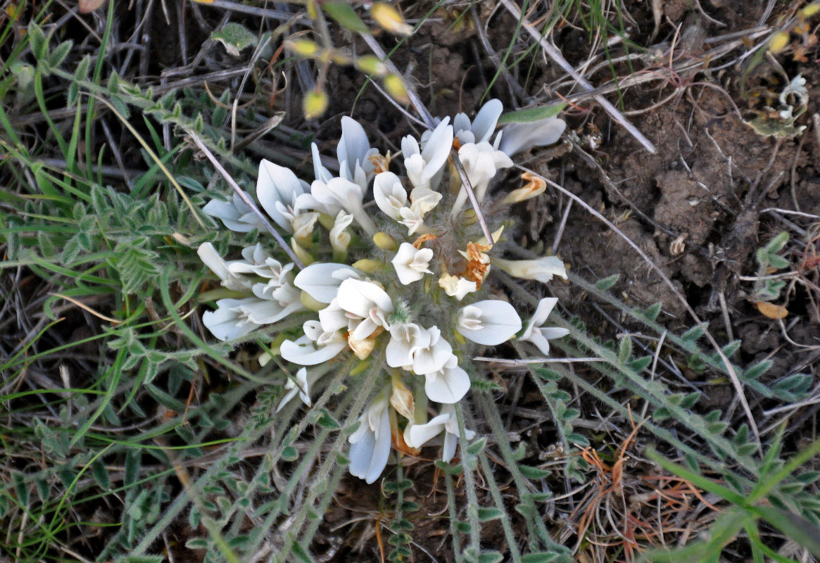 Изображение особи Astragalus testiculatus.