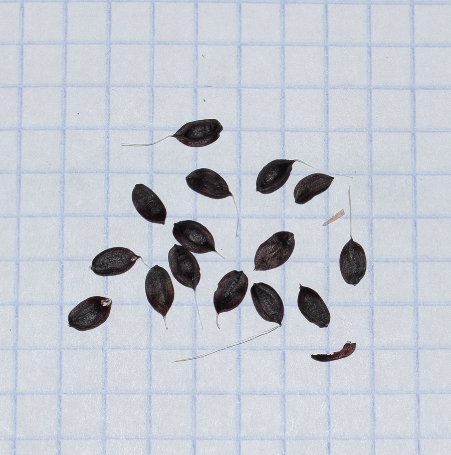 Image of Lactuca tuberosa specimen.