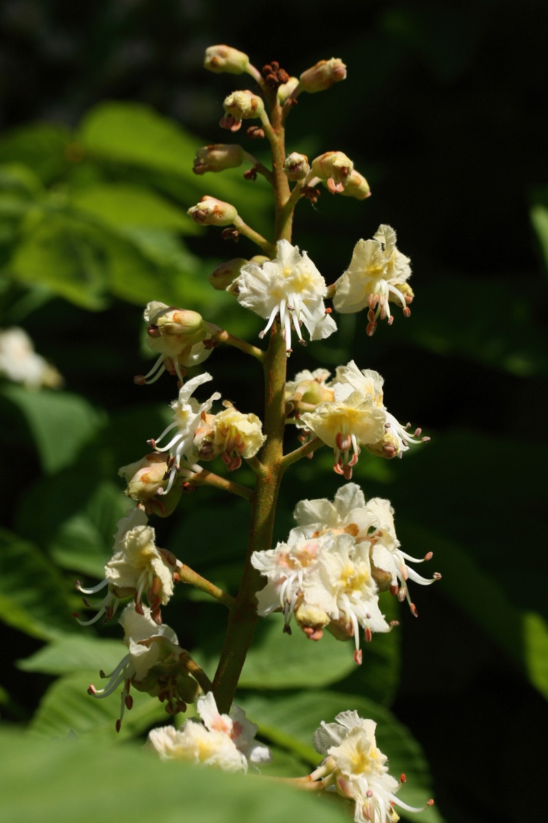 Изображение особи Aesculus hippocastanum.