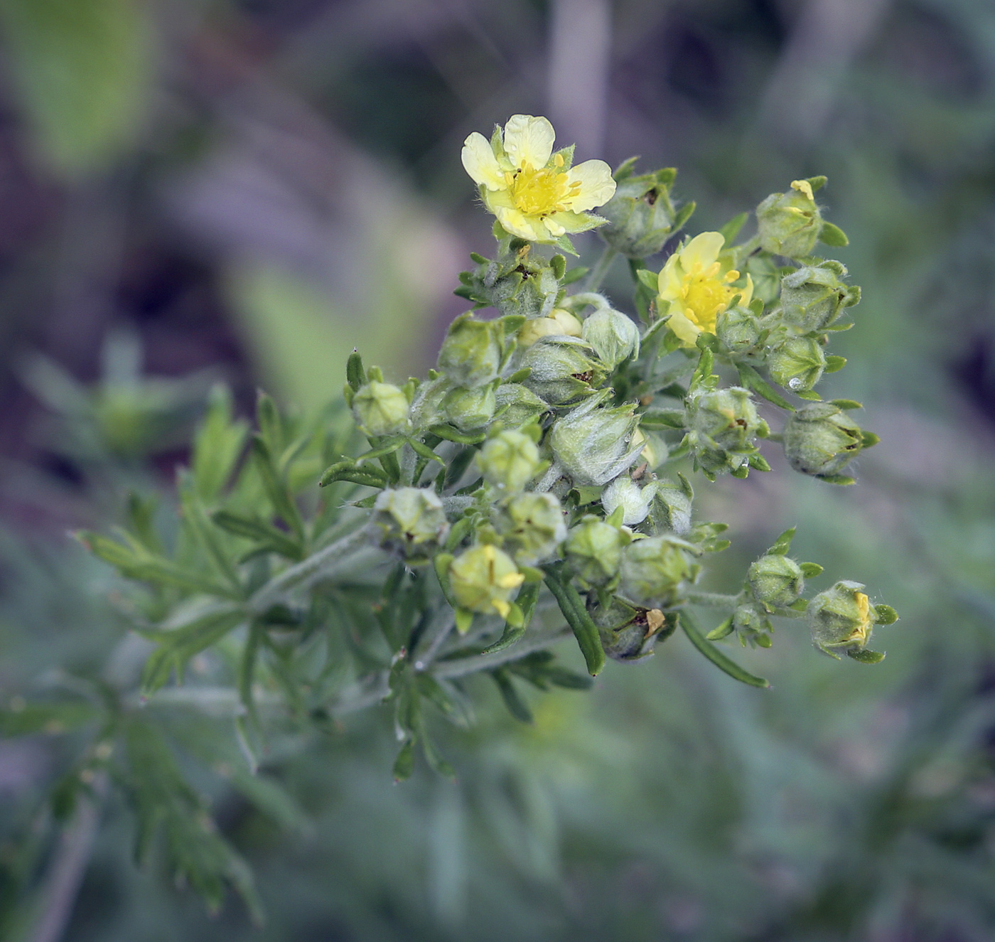 Изображение особи Potentilla argentea.