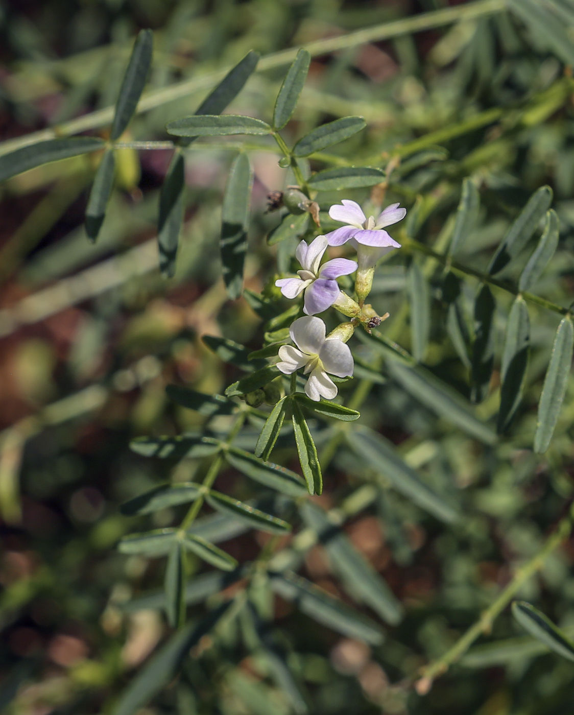 Image of Astragalus silvisteppaceus specimen.