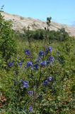 Delphinium dictyocarpum